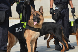  警犬護衛